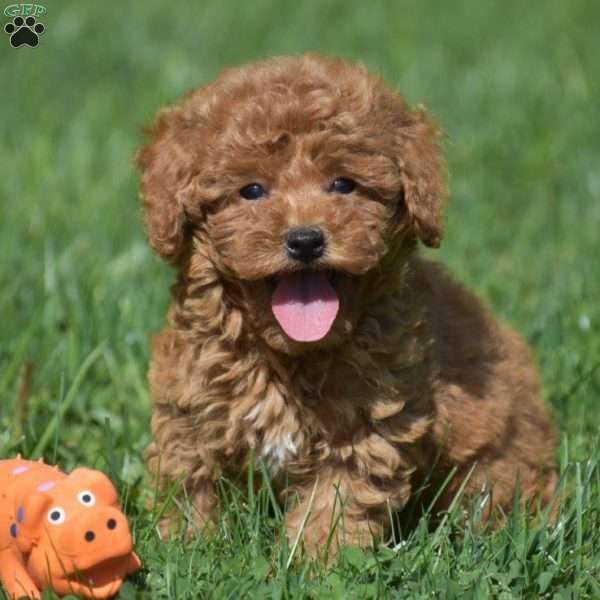 Tootle, Miniature Poodle Puppy